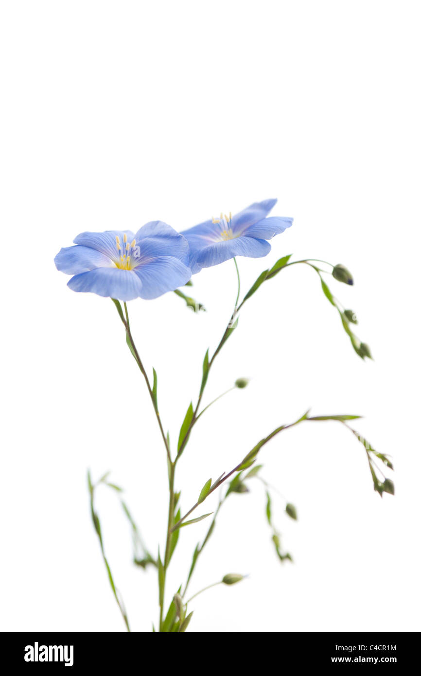 Blüte des Flachs isoliert auf weißem Hintergrund Stockfoto