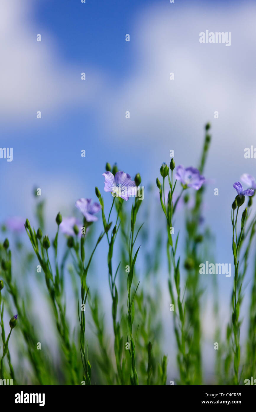 Blumen von Flachs Stockfoto