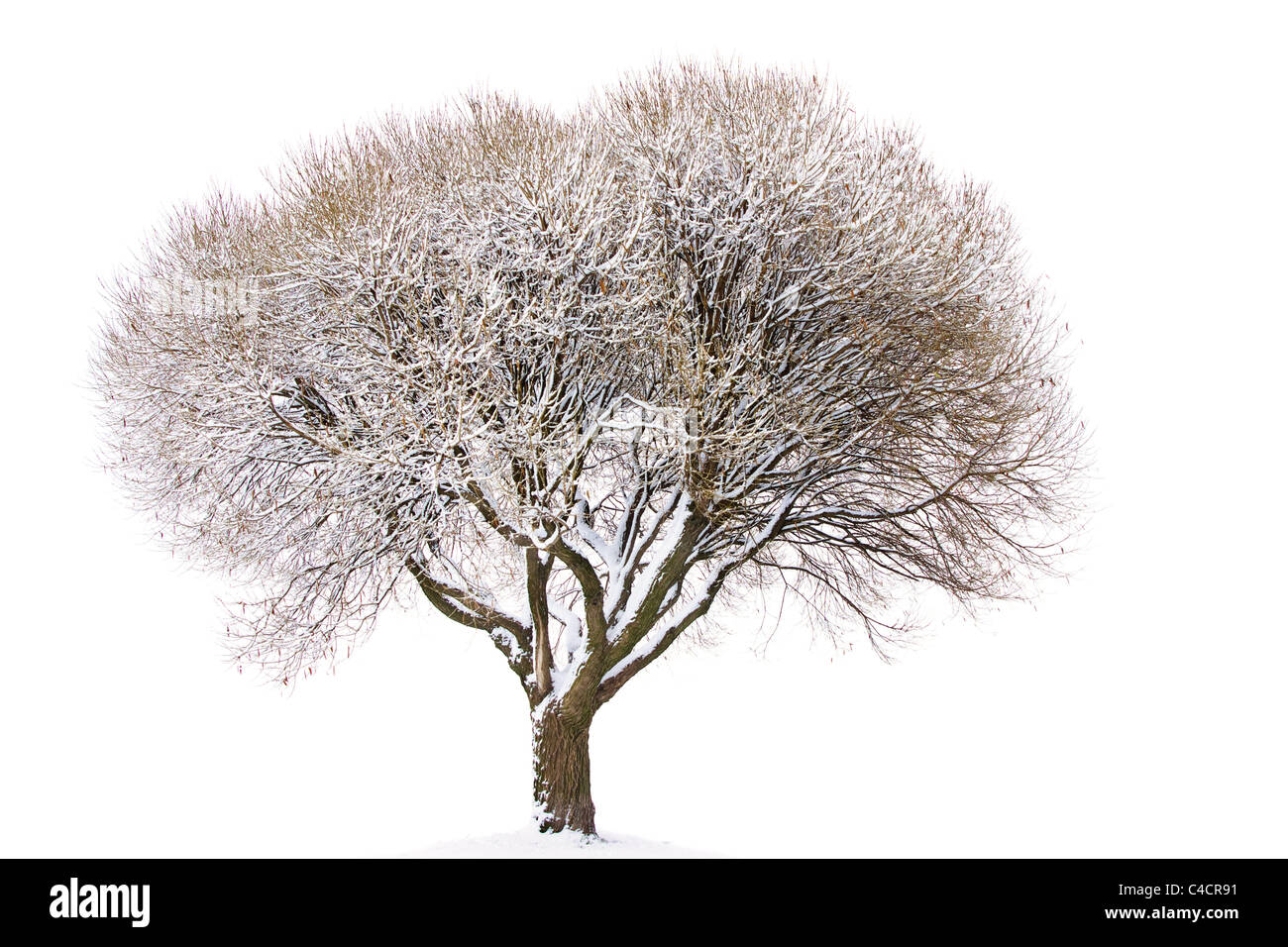 Baum unter Schnee isoliert auf weißem Hintergrund Stockfoto