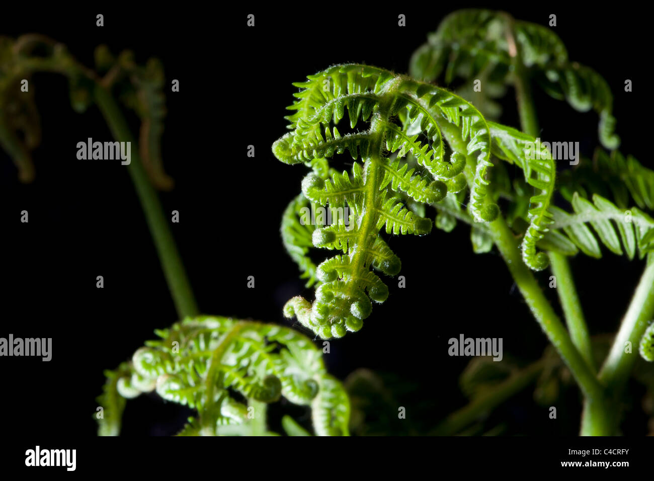 Junge Bracken Wedel im Frühling Stockfoto