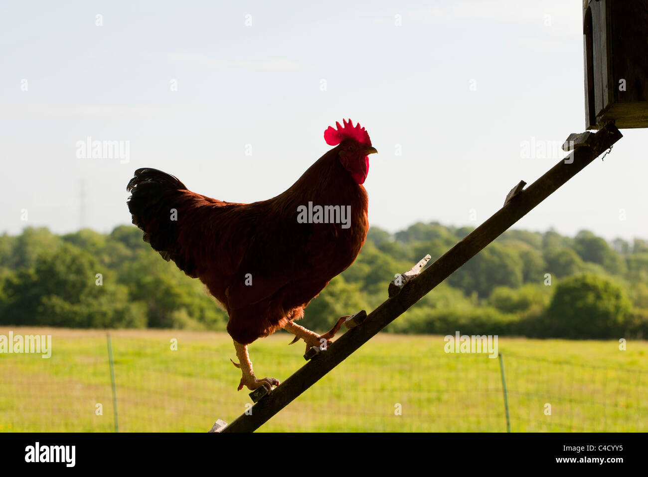 Hahn, Leiter hinauf zum Hühnerstall zu Fuß Stockfotografie - Alamy