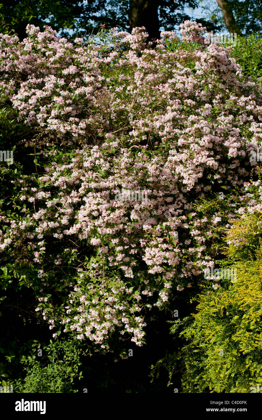 Garten Strauch Blüte im Mai Stockfoto