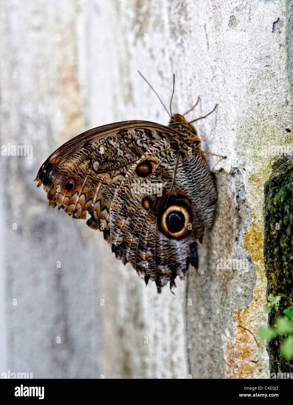 Ein Wald Riesen Eule Schmetterling (Caligo Eurilochus) an einer Wand hocken. Schmetterlingshaus, Leipzig, Deutschland. Stockfoto