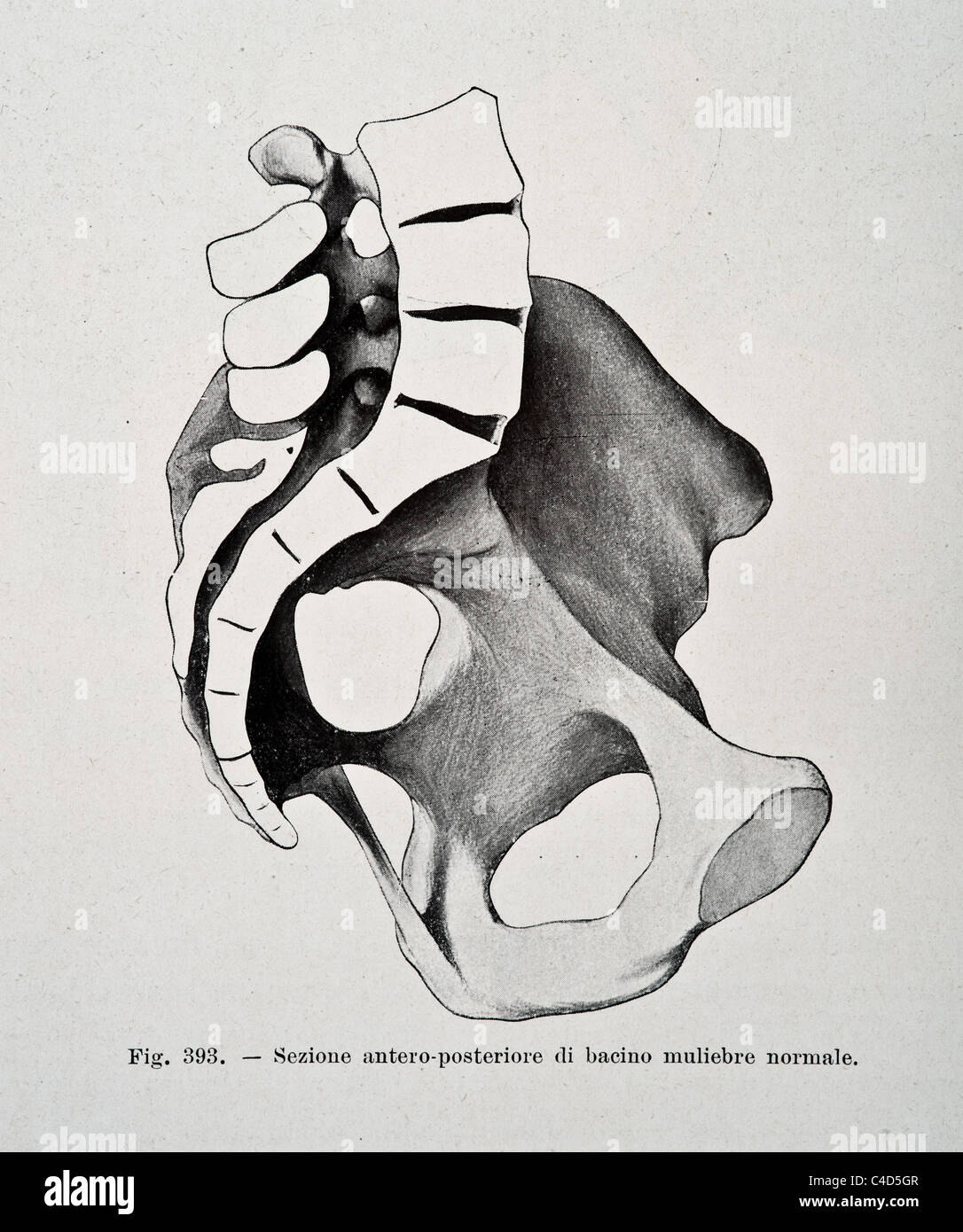 Abbildung des menschlichen Beckens copyright 1905 Stockfoto