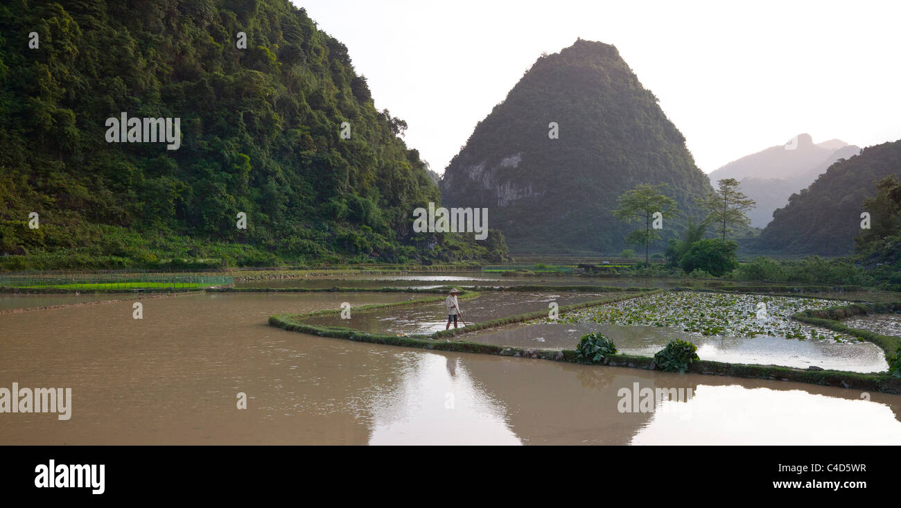Konische Kalkstein Hügel Cao Bang, Nordvietnam, Landwirt auf seinem Gebiet überflutet padi Stockfoto