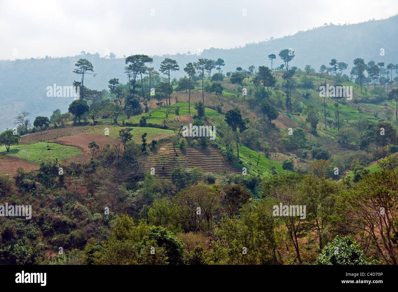Hügeliges Ackerland westlich von Antigua, Guatemala bewirtschaftet wird. Stockfoto