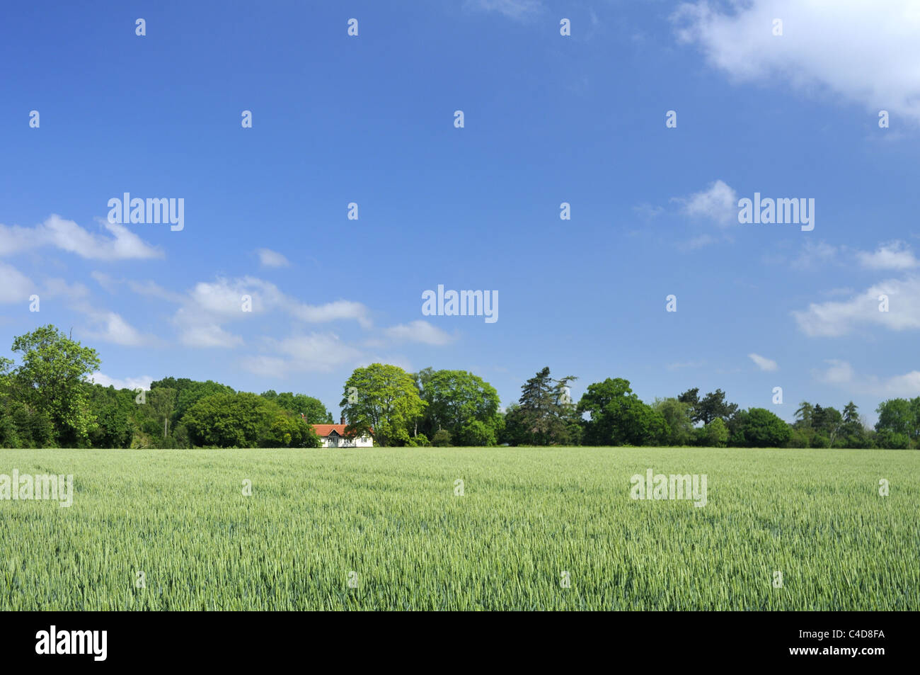 Weizenfeld in der englischen Landschaft. Stockfoto