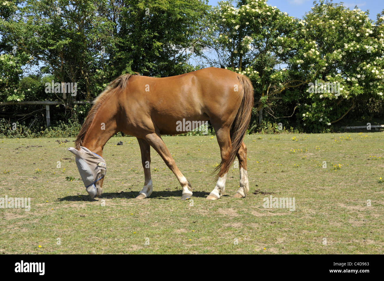 Pferd mit fliegen Maske Gesicht zu bedecken. Stockfoto