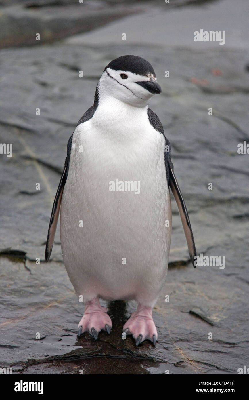 Kinnriemen Pinguin auf Vernadsky Galindez Island in der antarktischen Halbinsel Stockfoto