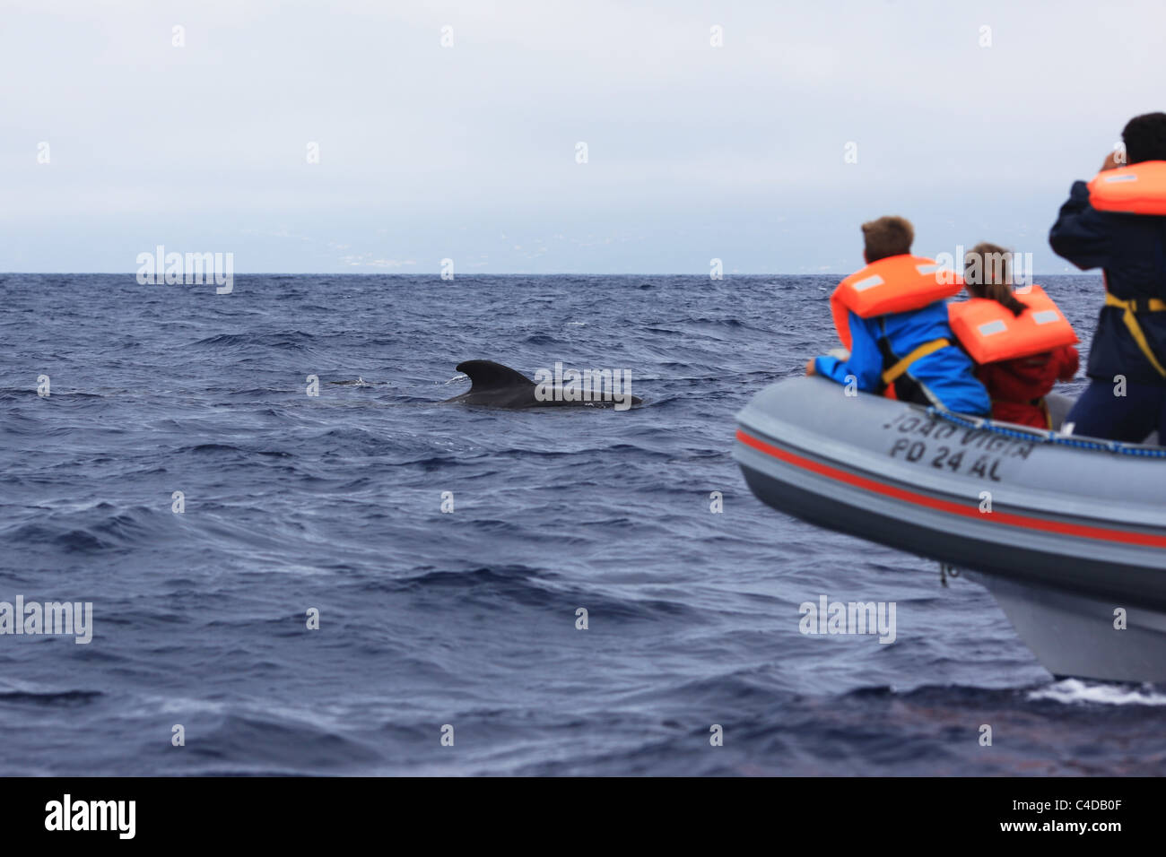 Eine kurze gerippten Grindwal (Globicephala Macrorhynchus) Kreuzfahrten durch eine Whale-watching Boot vor Lajes Pico, Azoren, Portugal. Stockfoto