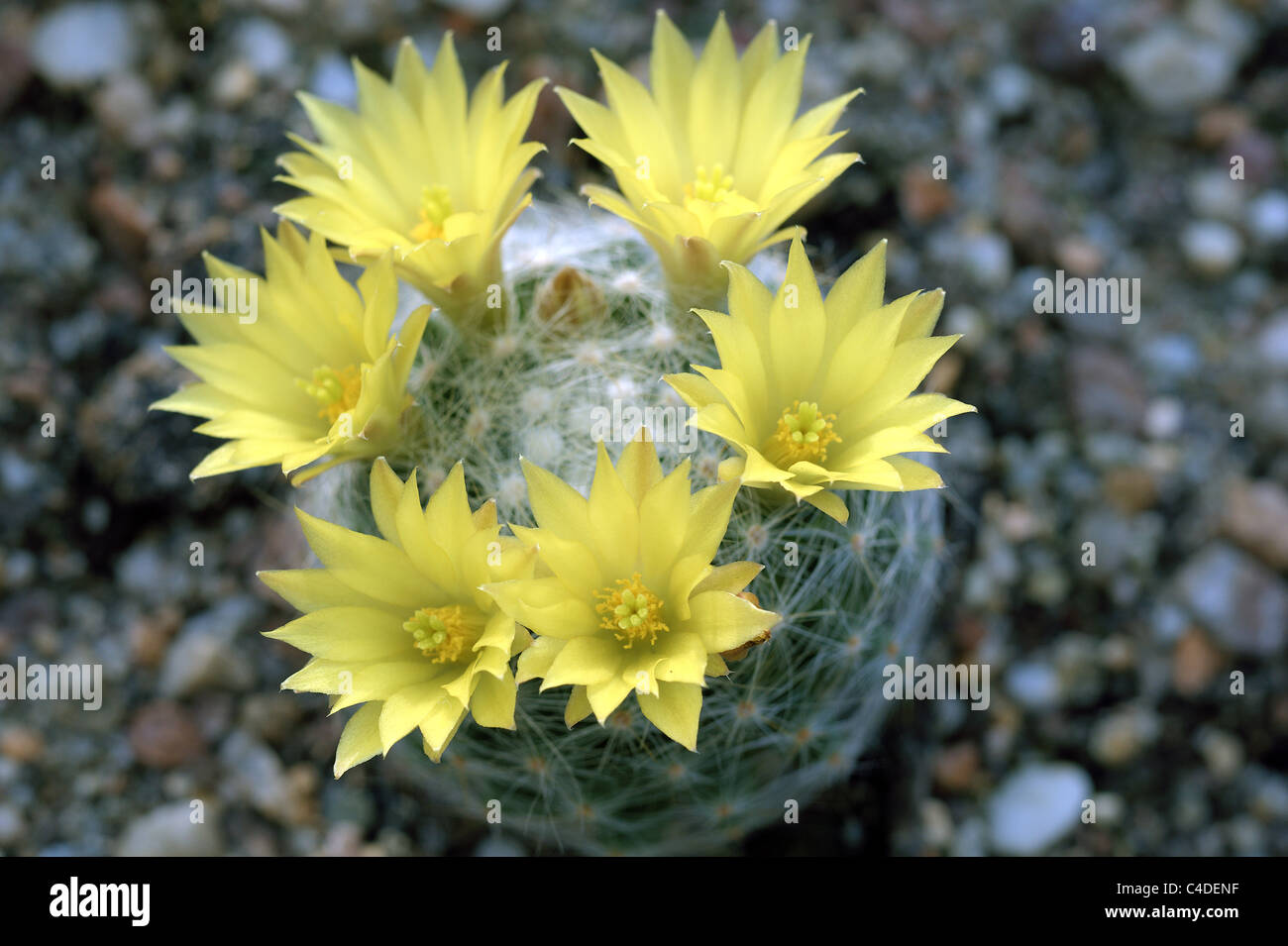 Cactus Mammillaria Mamillaria Pyrrhocephala gelbe Blte Stockfotografie -  Alamy