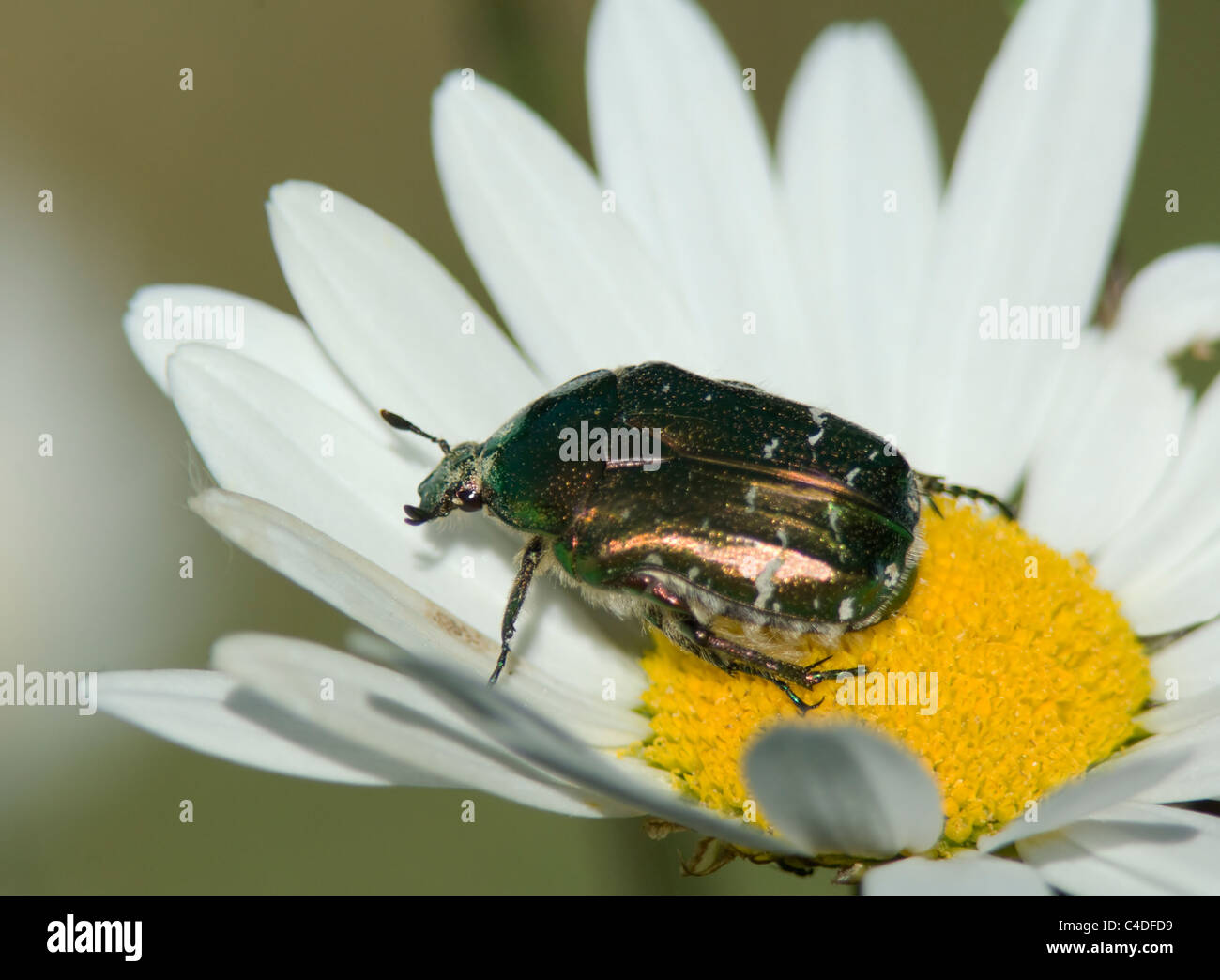 Sommer-Chafer (Amphimallon Solstitialis), Frankreich Stockfoto