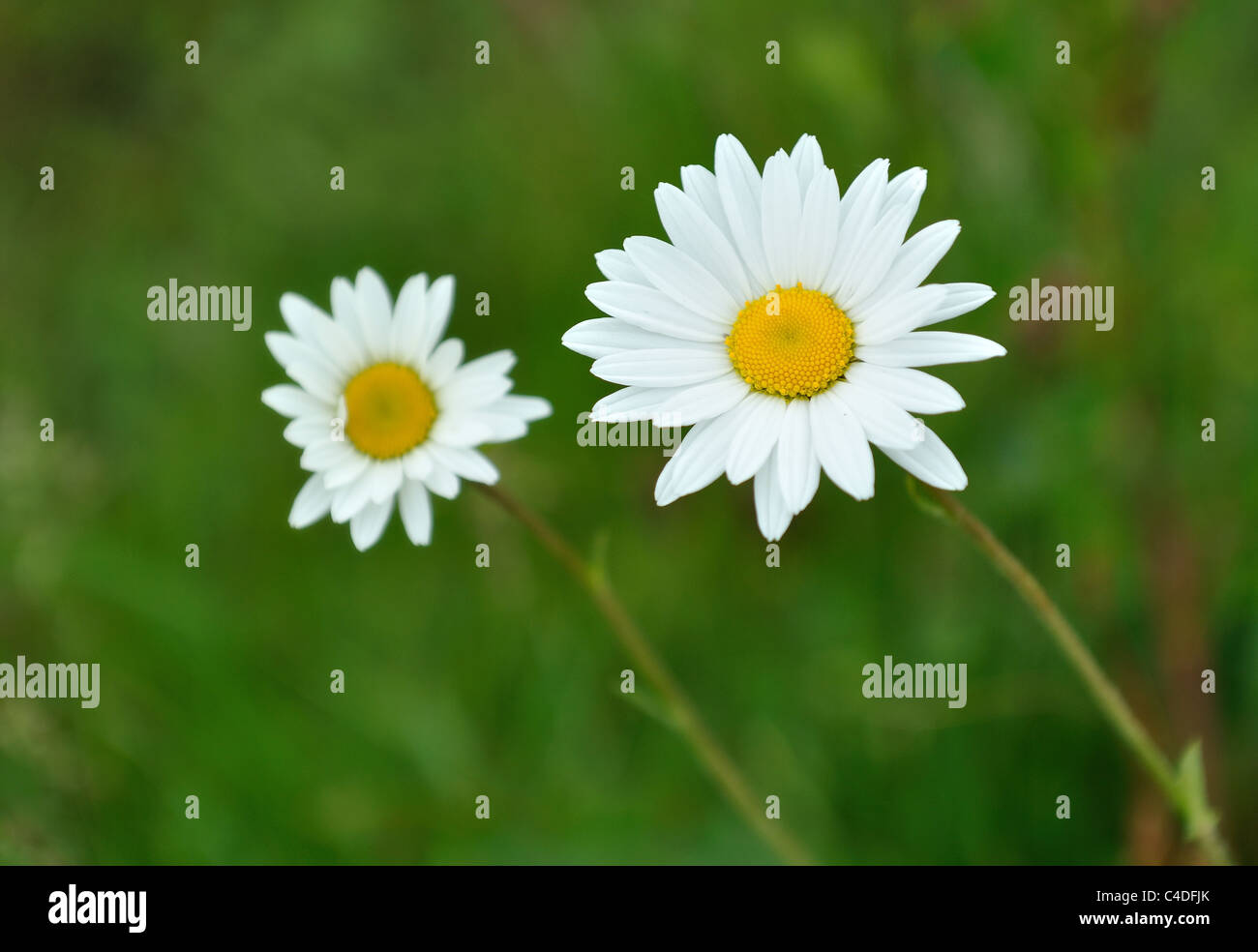 Englisch daisy Stockfoto