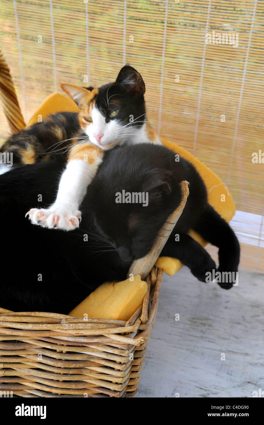 2 Katzen im Weidenkorb mit einem schlafen und die zweite ruht, das vordere Bein ist auf die anderen zurück Stockfoto