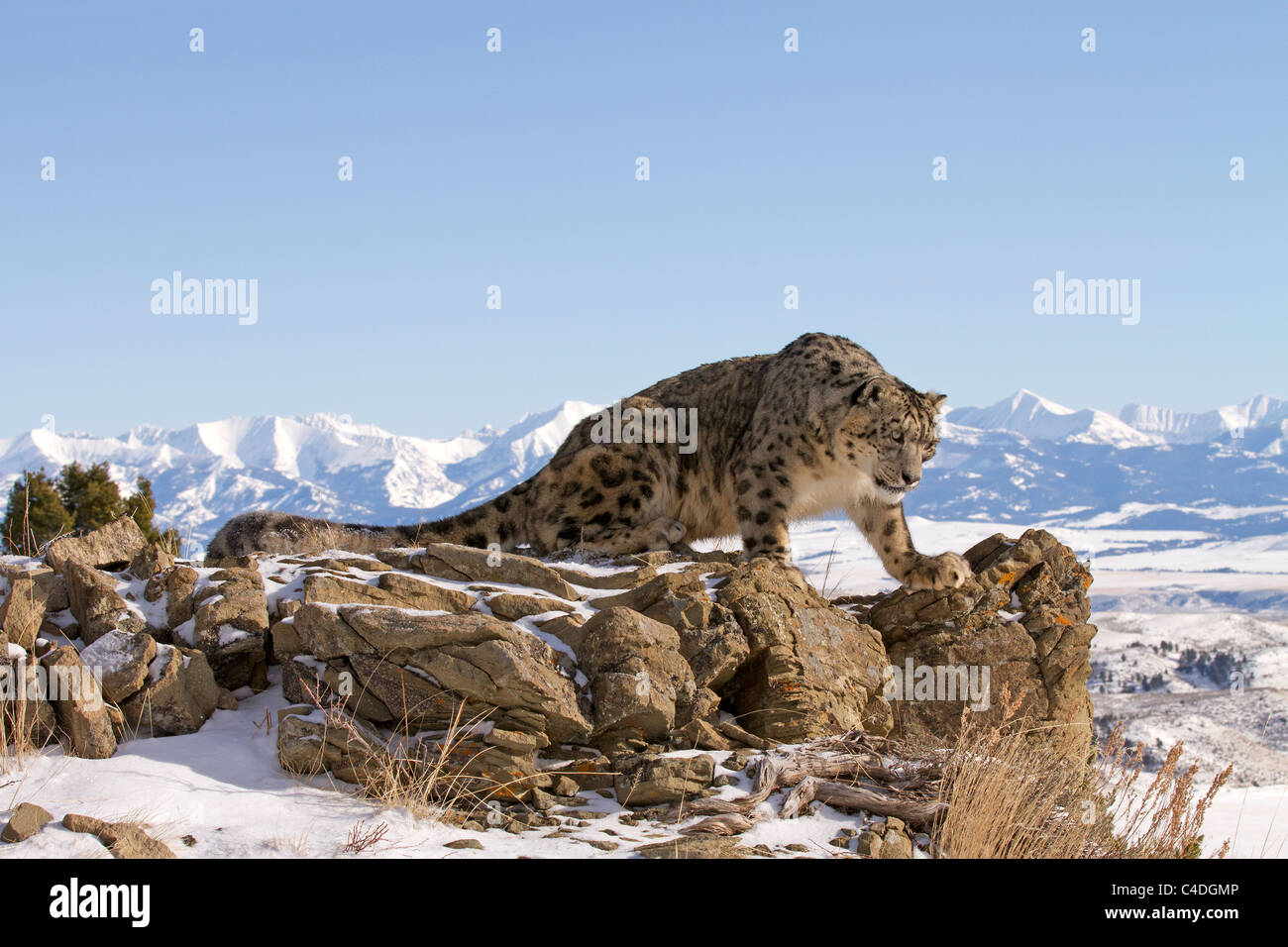 Snow Leopard Panthera Uncia oben auf den Bergen Stockfoto