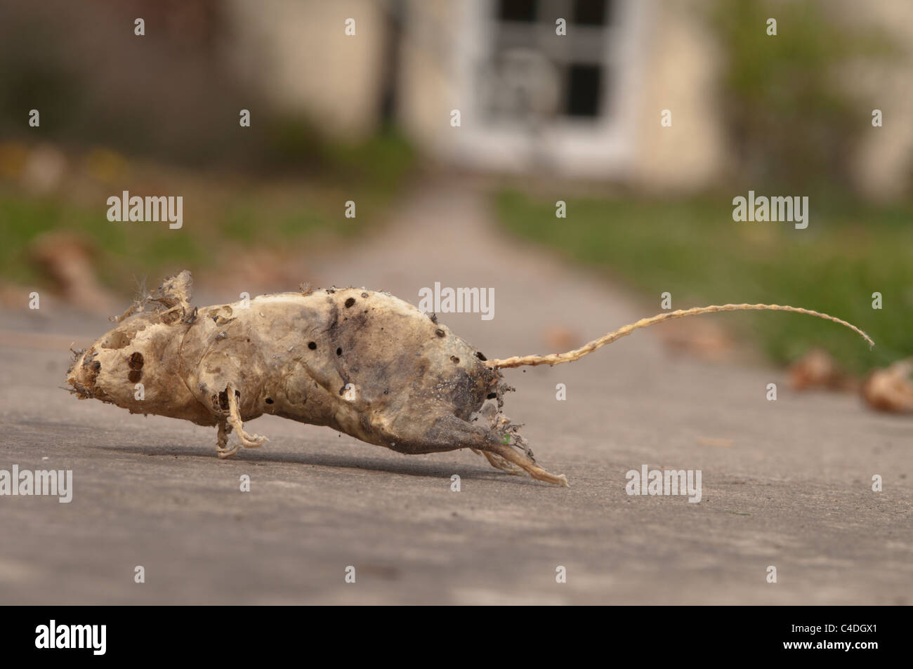 Leere Haut und Skelett des toten Maus im Schrank im Haus gefunden. Sussex, UK. Stockfoto