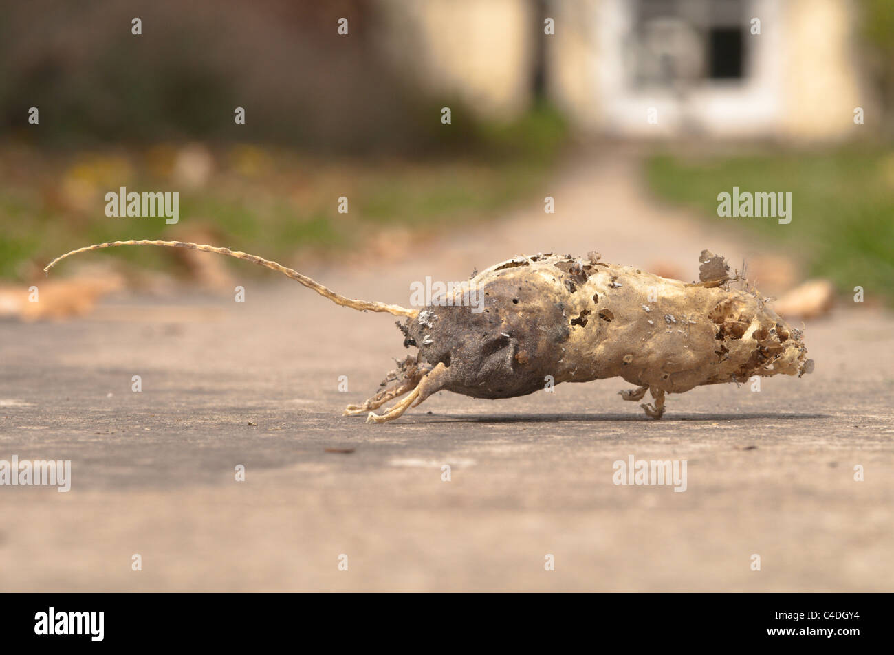 Leere Haut und Skelett des toten Maus im Schrank im Haus gefunden. Sussex, UK. Stockfoto