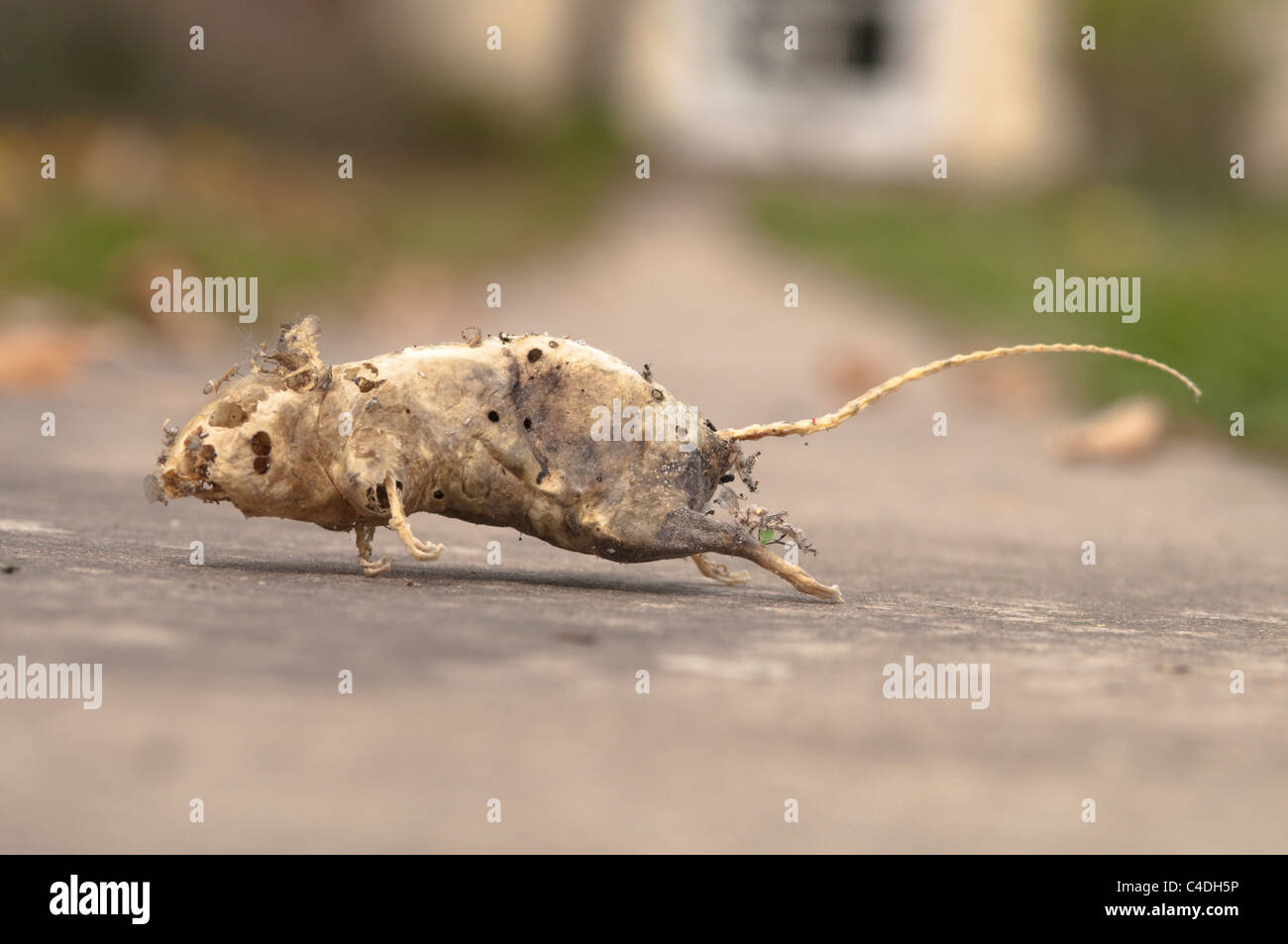 Leere Haut und Skelett des toten Maus im Schrank im Haus gefunden. Sussex, UK. Stockfoto
