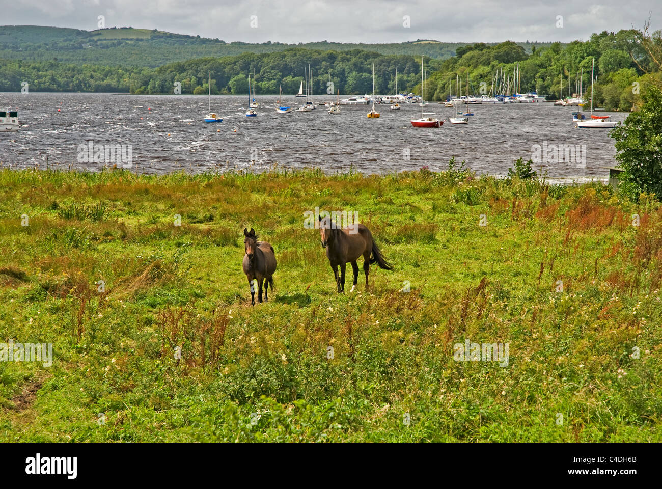 Pferde am Ufer des unteren Lough Erne mit Lough Erne Segelclub im Hintergrund, Grafschaft Fermanagh, Nordirland Stockfoto