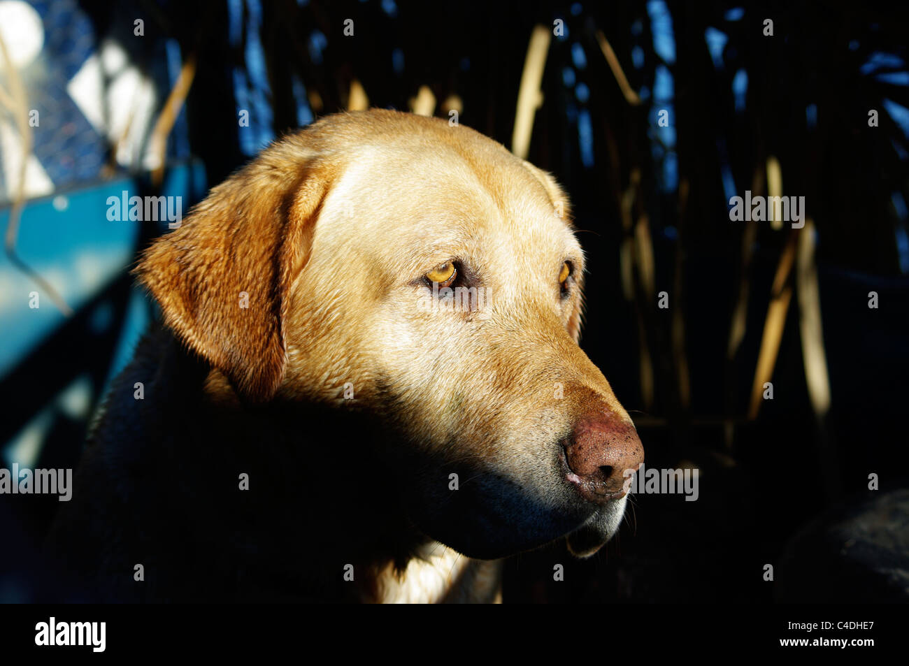 Ein labrador-Retriever versteckt sich in einem Entenblind. Stockfoto