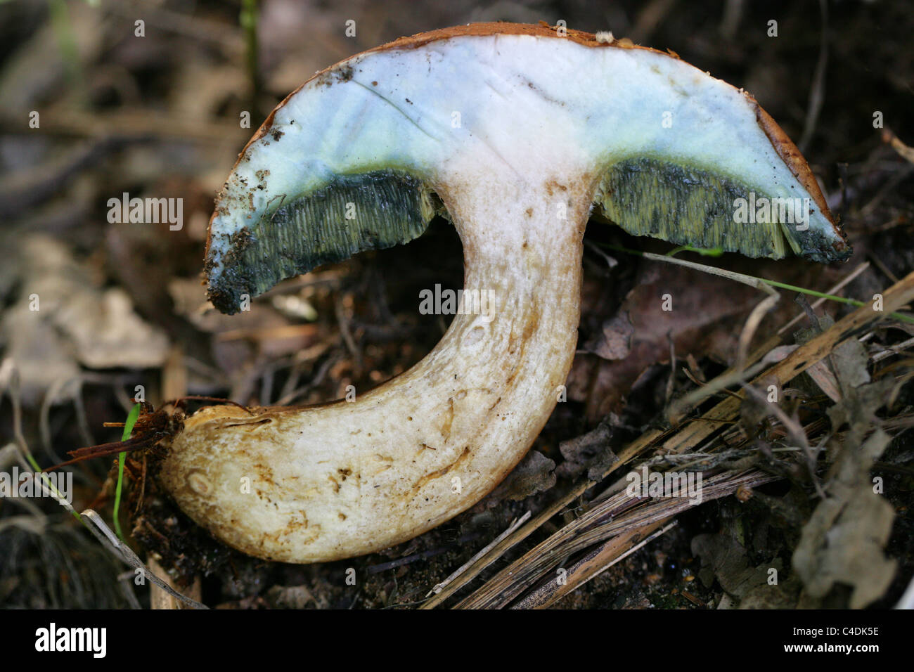 Bay Bolete, Imleria badia (Boletus badius), Boletaceae. Stockfoto