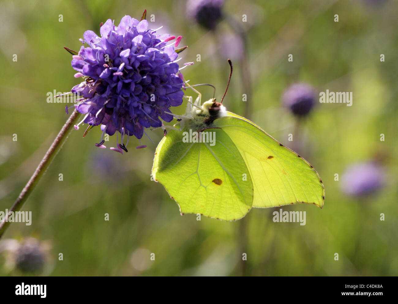 Gemeinsamen Brimstone Schmetterling, Gonepteryx Rhamni, Pieridae. Auf des Teufels-Bit Witwenblume. Stockfoto