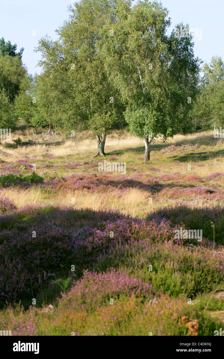 Rammamere Heide, Bedfordshire, UK. Heathland Lebensraum mit Heidekraut und Birken. Stockfoto