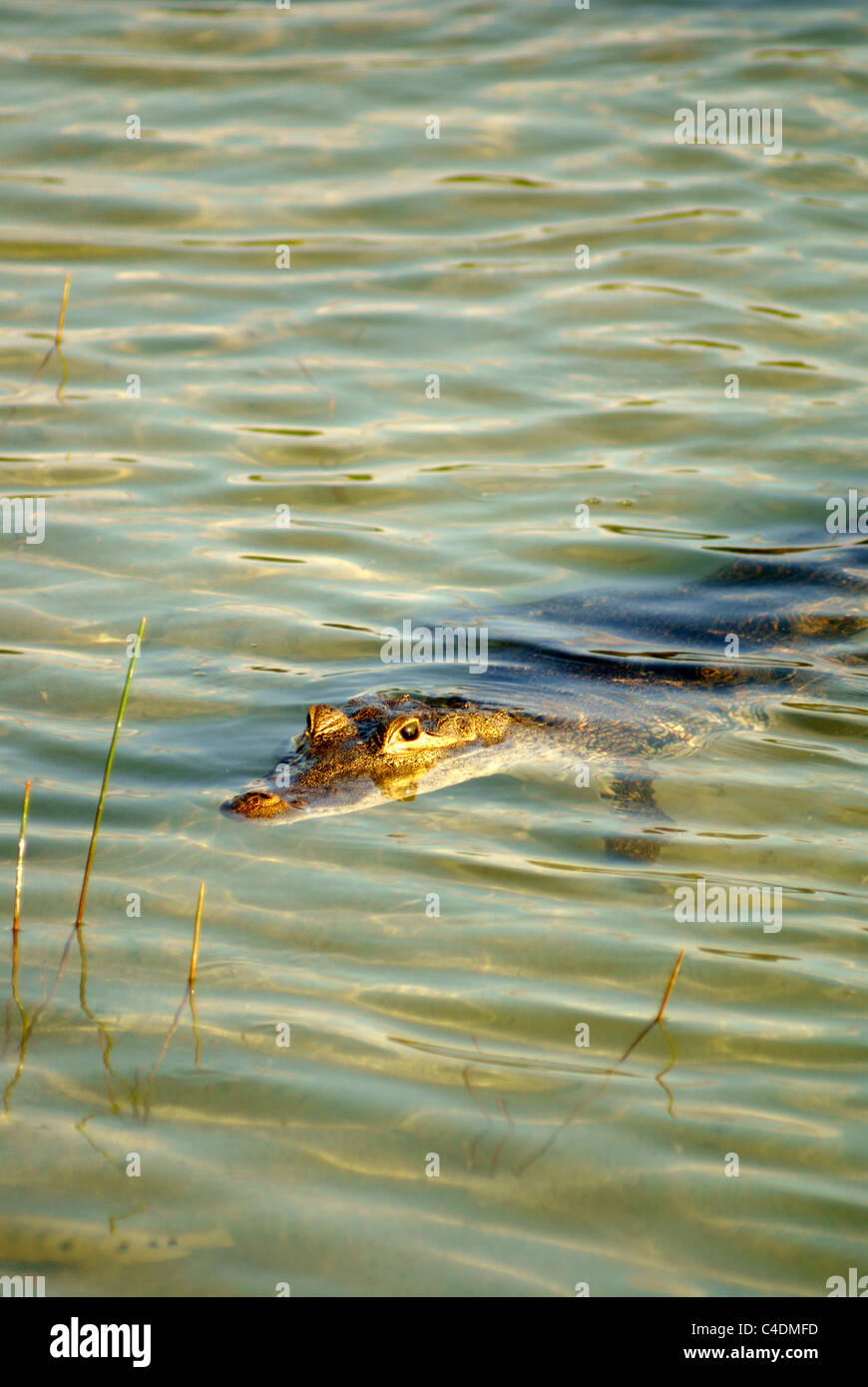 Amerikanisches Krokodil (Crocodylus acutus) Krokodil lauert in Lake Coba oder Laguna Cobá, Coba, Quintana Roo, Mexiko Stockfoto