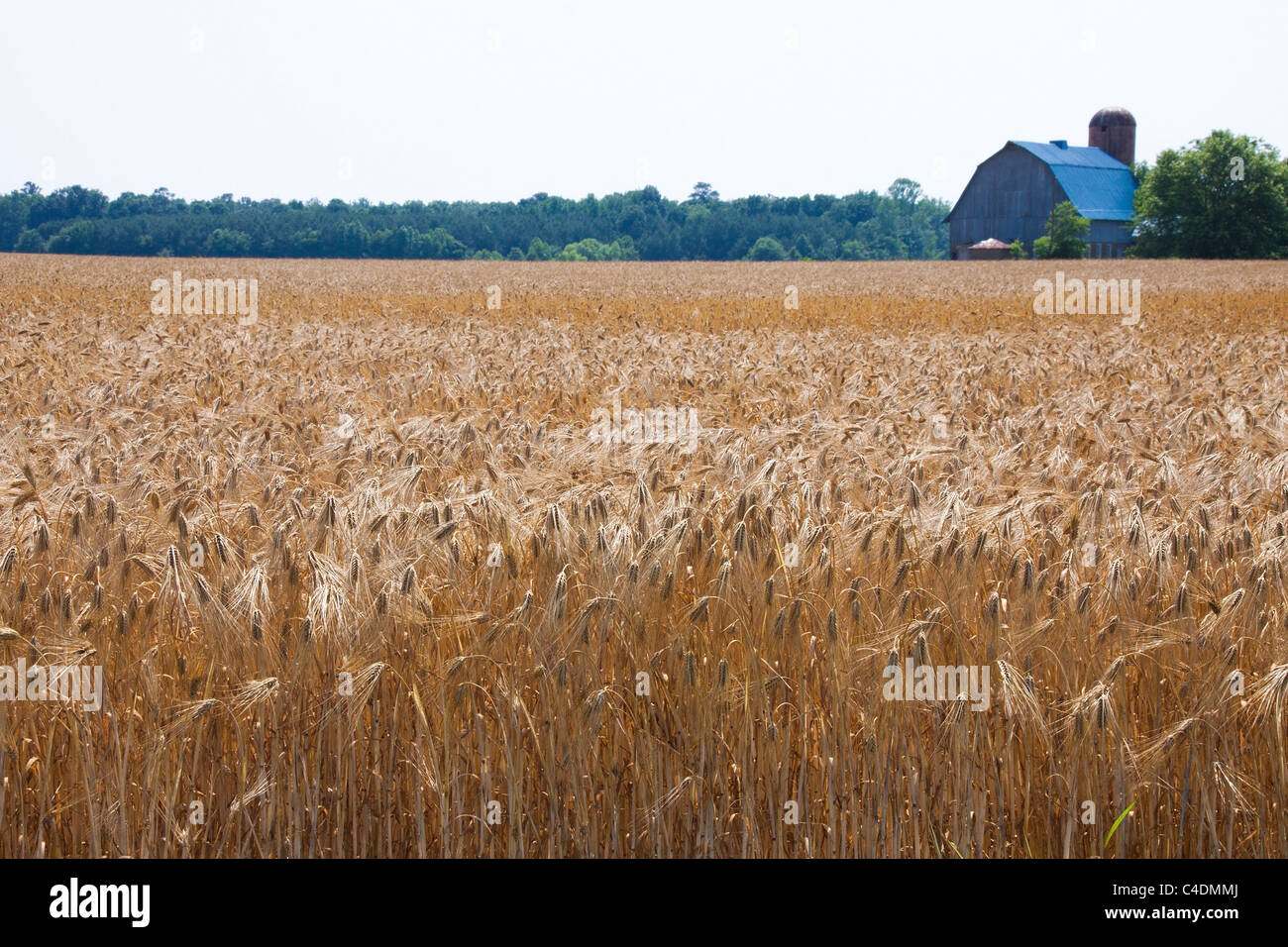 Felder der Gerste, die Reifung, Scheune in Ferne, Maryland Eastern Shore, USA Stockfoto