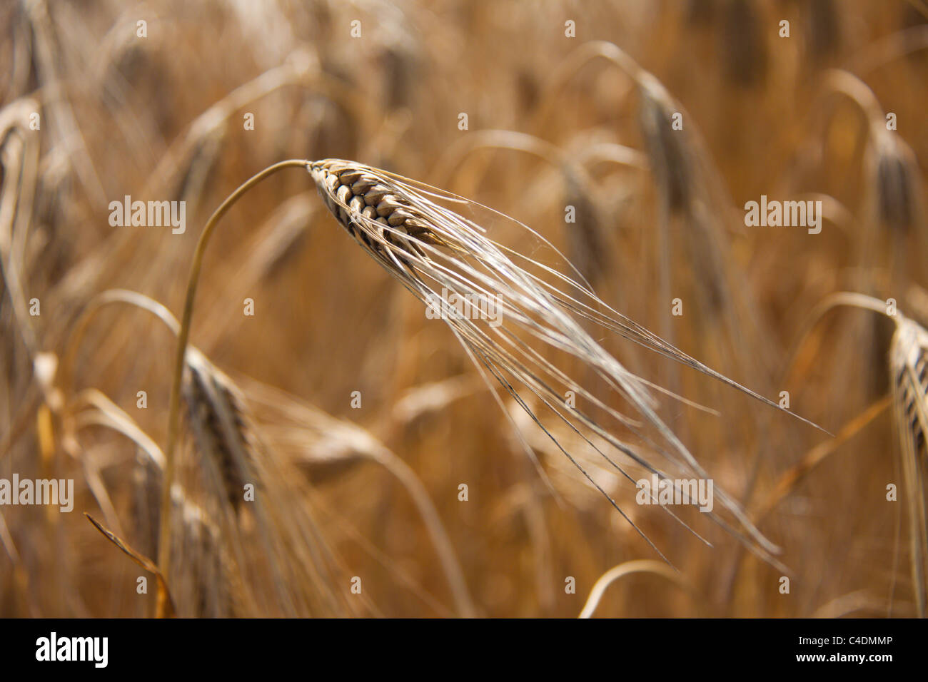 Nahaufnahme des Reifens Gerste auf der Maryland Eastern Shore, USA Stockfoto