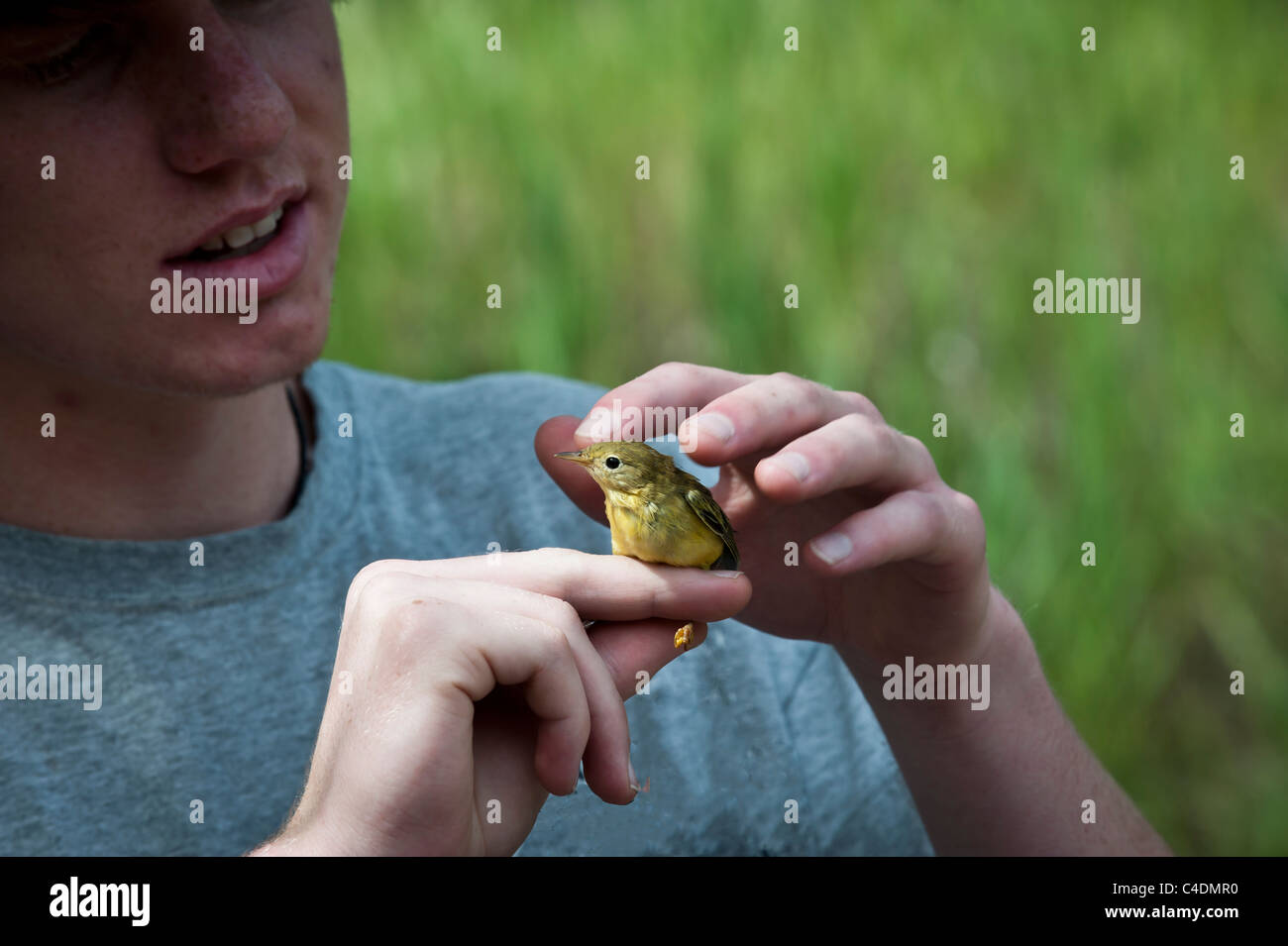 Eine gemeinsame Yellowthroat ist für die Prüfung während eines Vogels statt Streifenbildung Veranstaltung von University of Montana Avian Science Center. Stockfoto