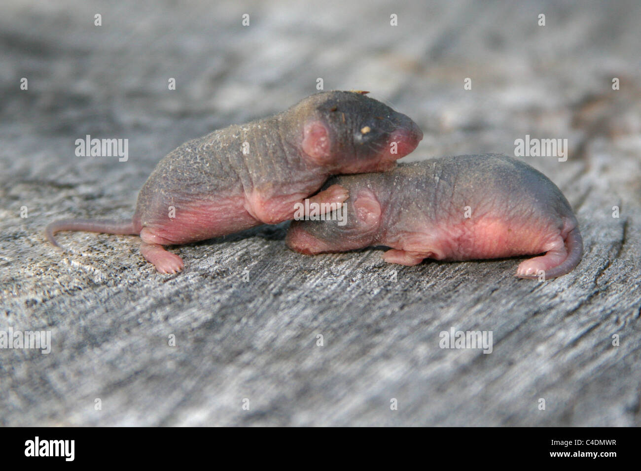 Ein paar haarlose Baby-Mäuse kuscheln. Stockfoto