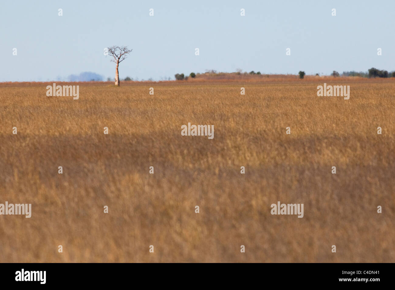 Einsamer Boabab Kleinbaum in Westaustralien Stockfoto