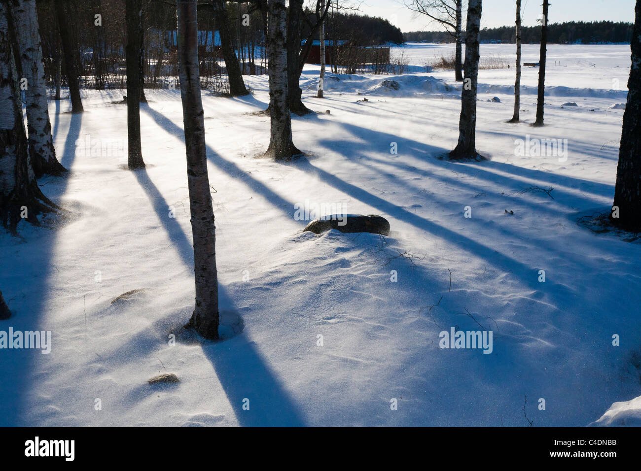 Licht spielt mit Baumstämmen und wirbelnden Schnee. Stockfoto