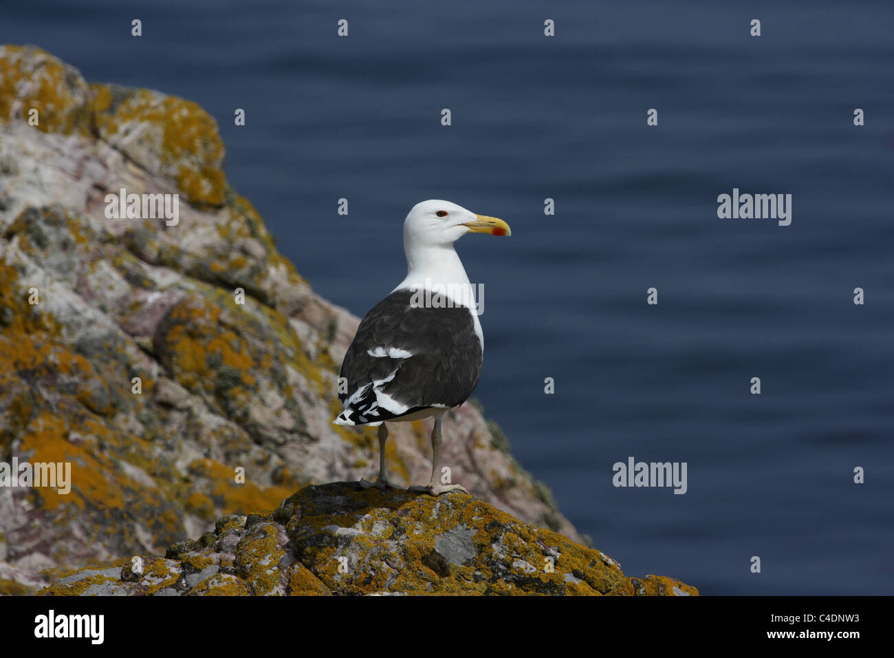 Schwarze Möwe auf Irlands Auge gesichert Stockfoto