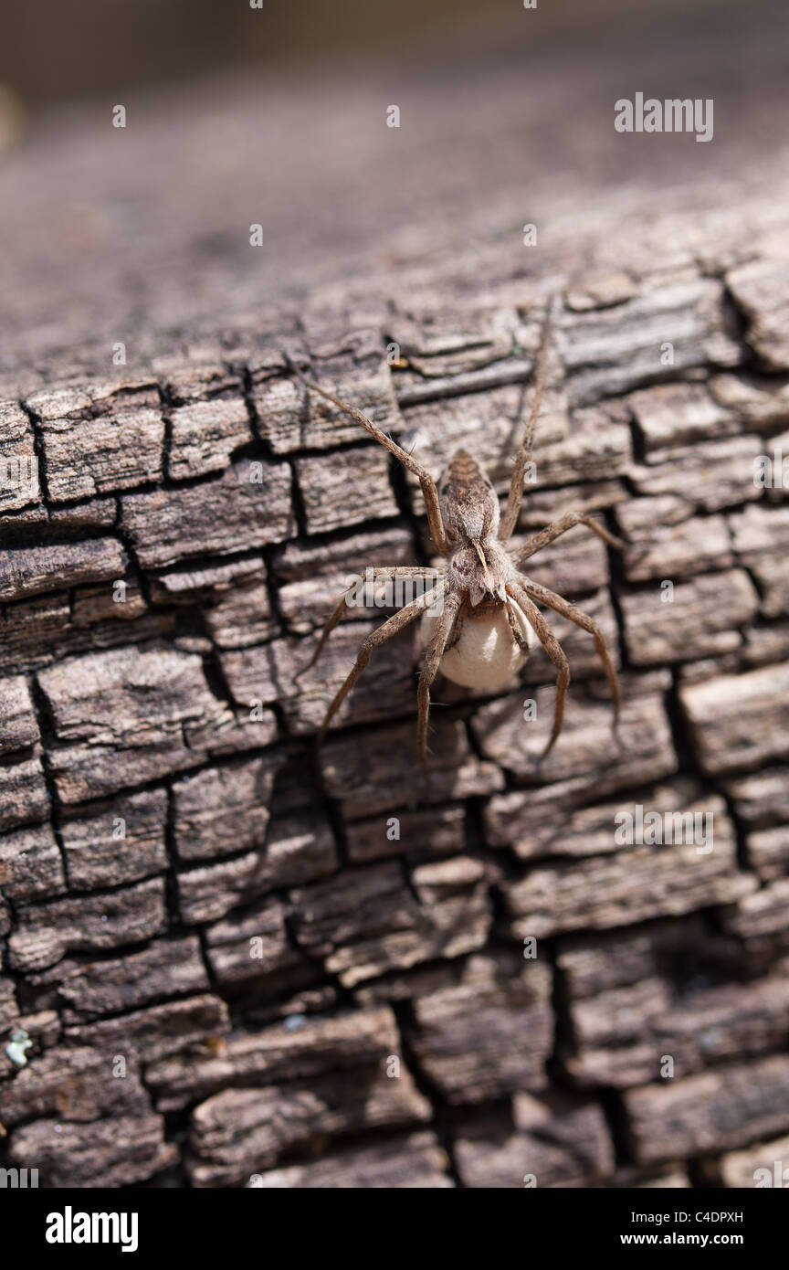 Grass Spider mit Nest Eier Umzug in ein sicheres Zuhause, 25mm lang, statt Kindergarten Versorgung im Unterkiefer Stockfoto