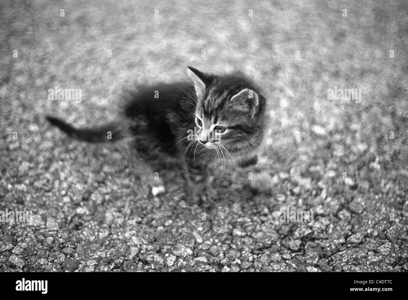 Süße Tabby Kitten - 35mm-Film-Scan Stockfoto