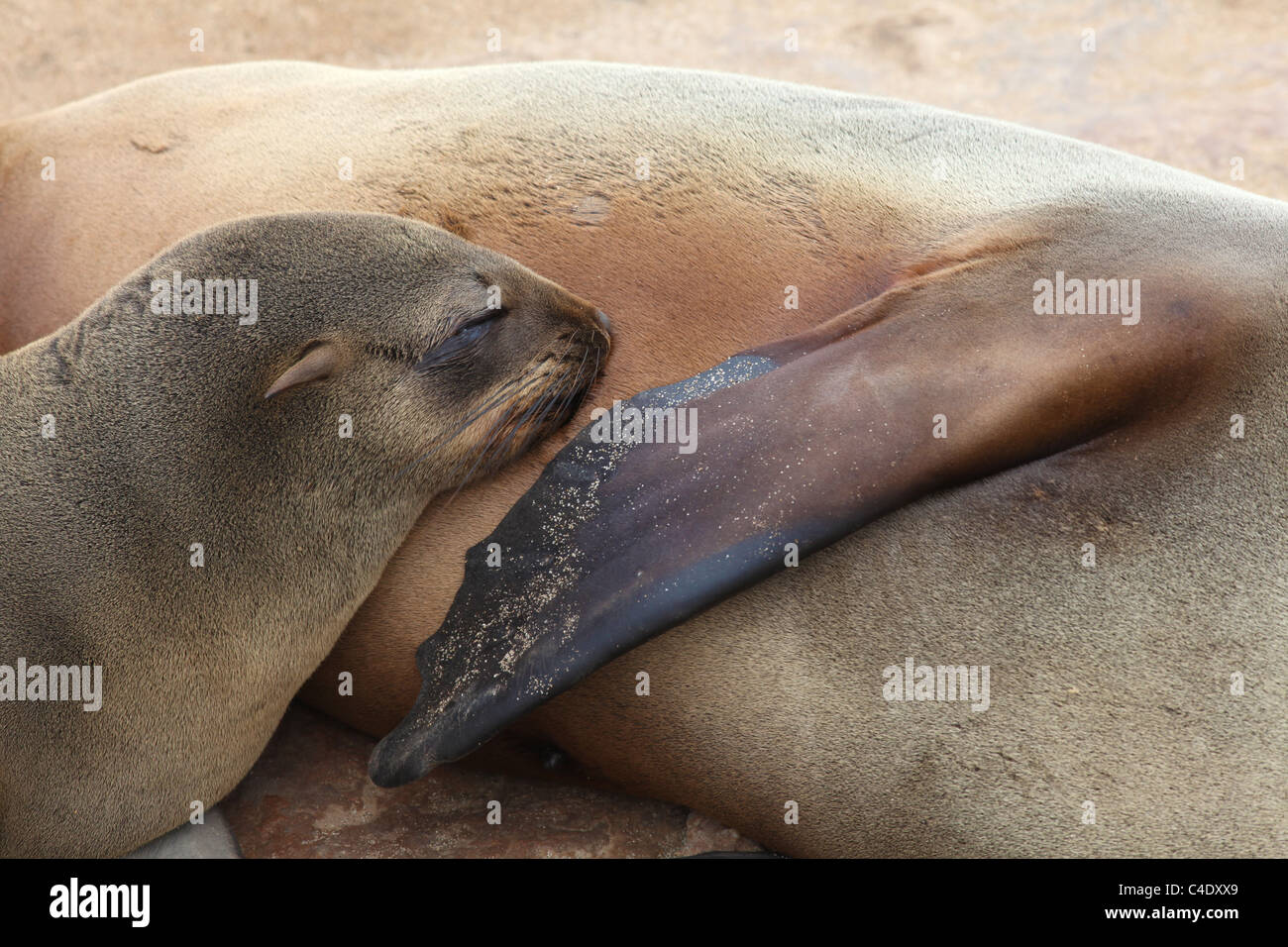 Seebär Erwachsenen weiblichen Säugling Junge Cub am Cape Cross seal Colony in Namibia. Stockfoto