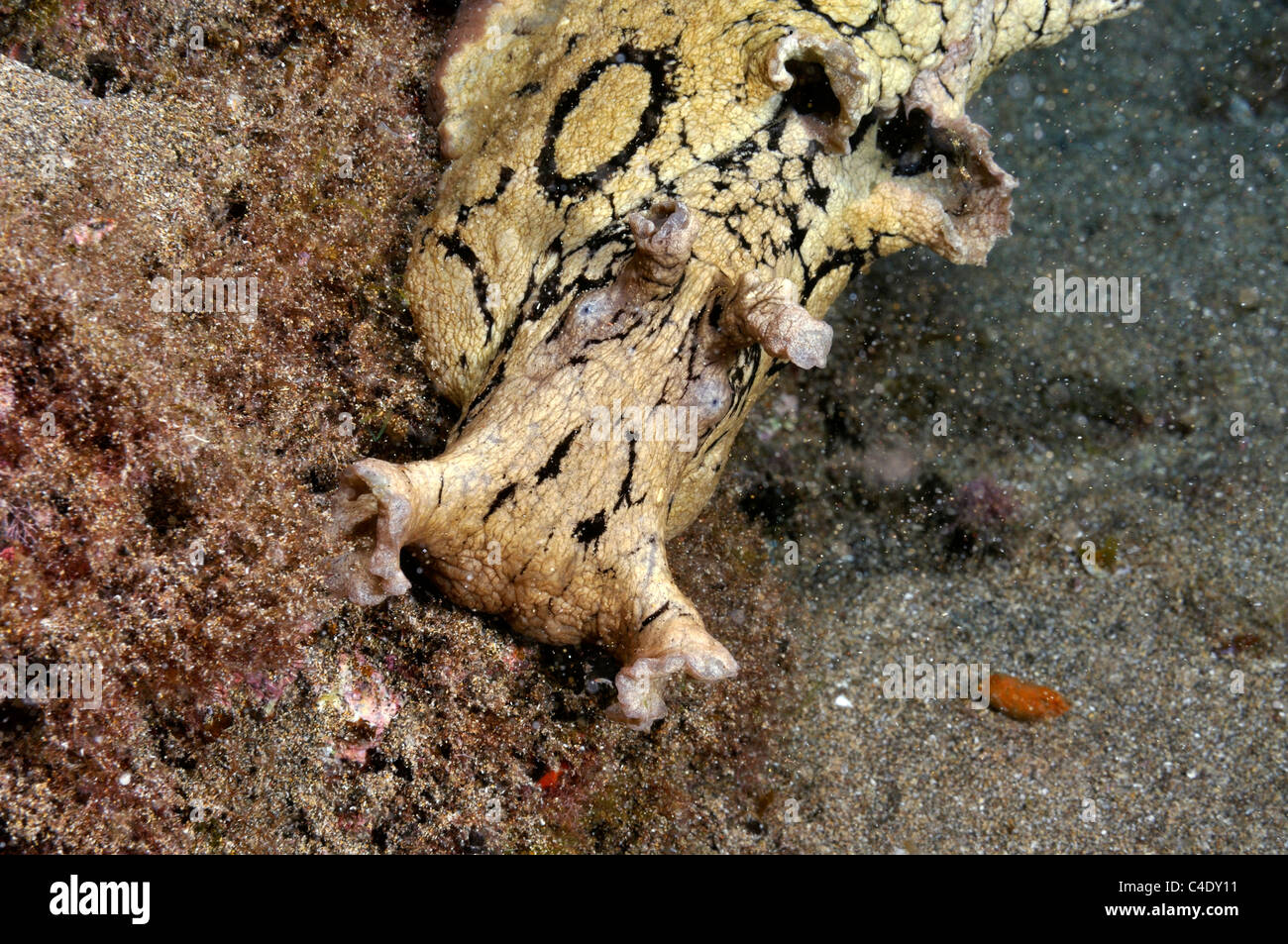 "Meer Hasen," (Aplisia Dactylomela) Weiden auf Meeresalgen Lanzarote Stockfoto