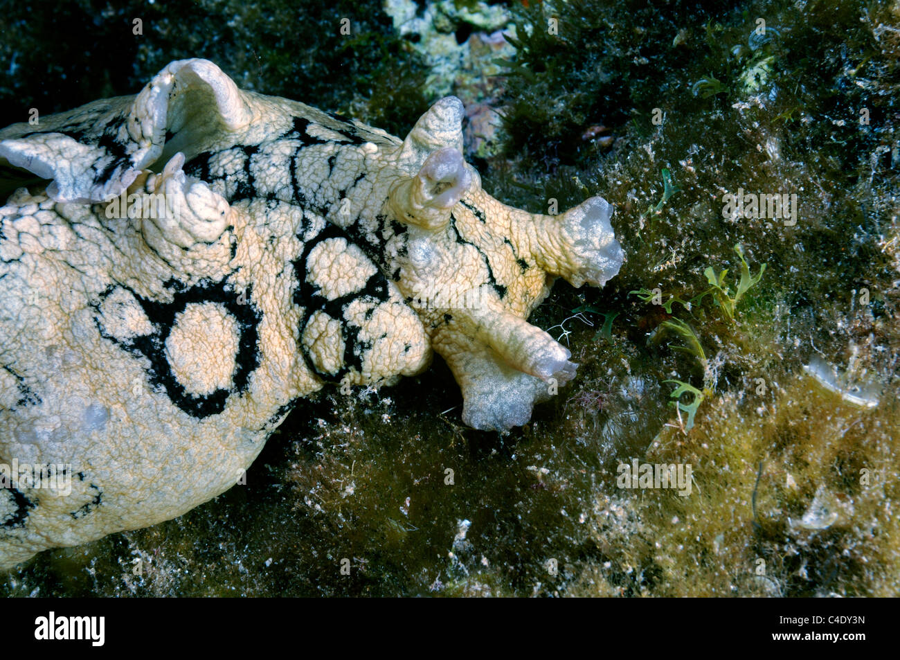 "Meer Hasen," (Aplisia Dactylomela) Weiden auf Meeresalgen Lanzarote Stockfoto
