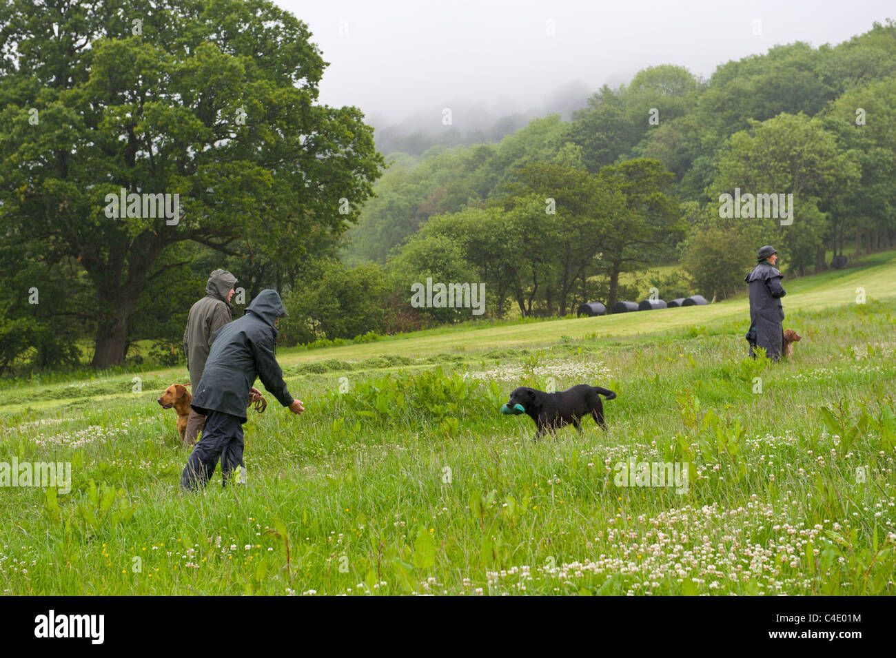 Jagdhund-Ausstellung im Llanthony Court Farm auf offenen Bauernhof Sonntag Stockfoto