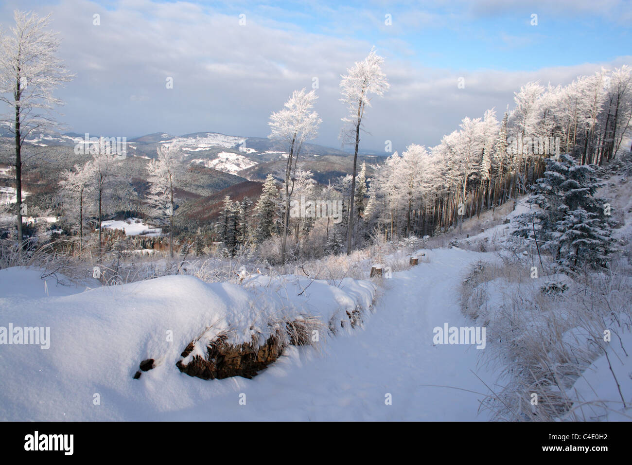 Beskid Zywiecki (in der Nähe von Hala Krupowa) im Winter, Polen, Karpaten Stockfoto