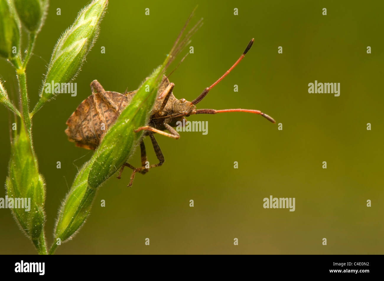 Coreus marginatus Stockfoto