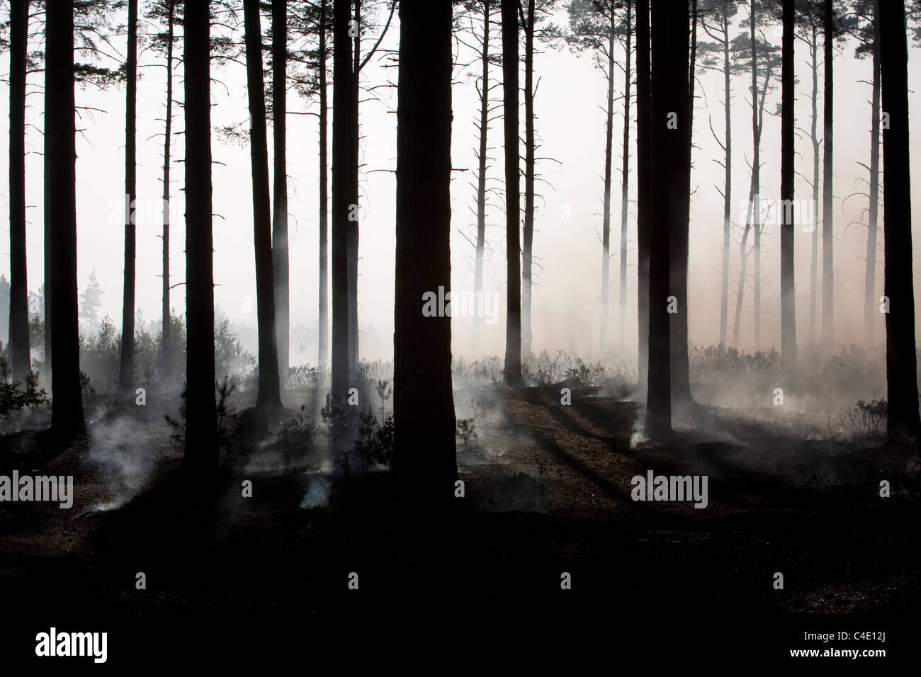 Schwelenden Wald während Phänomen Wald Feuer Crowthorne, Bracknell Stockfoto