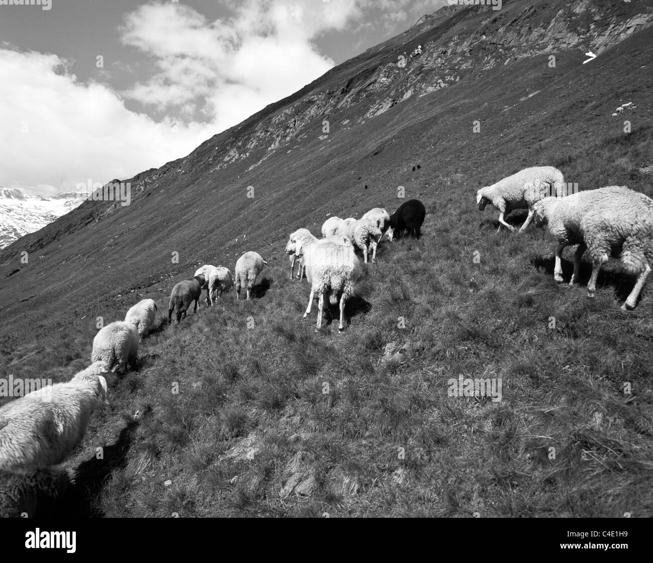 Eine Herde Schafe weiden auf der Alm / Berghang des Val di Vizze, Alpen, Südtirol, Italien Stockfoto
