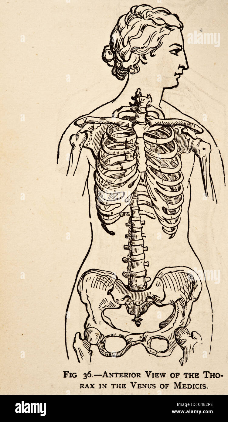 Illustration des menschlichen weiblichen Skelett-Systems copyright 1877 Stockfoto