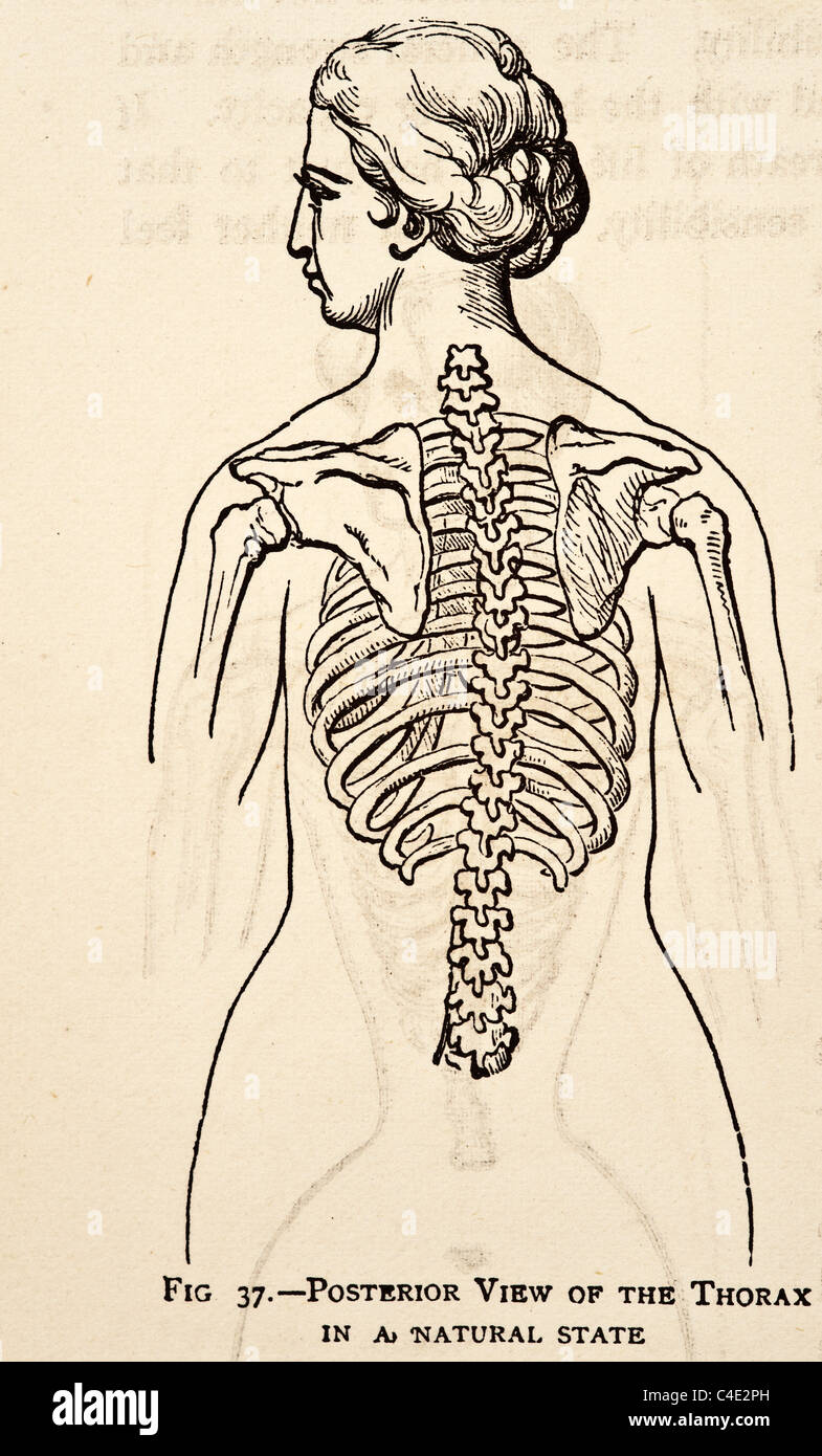 Illustration des menschlichen weiblichen Skelett-Systems copyright 1877 Stockfoto