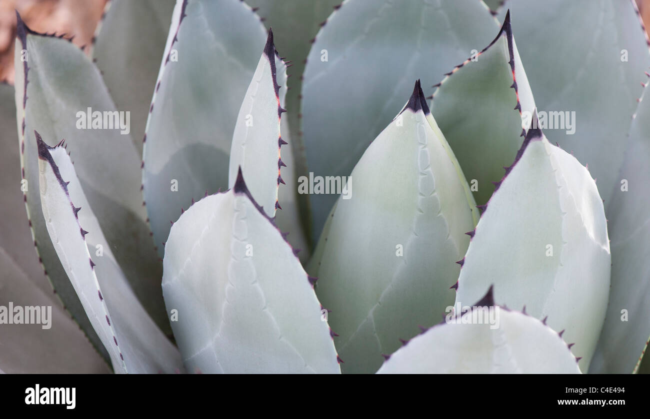 Agave Parryi. Abwehr von Agave Stockfoto