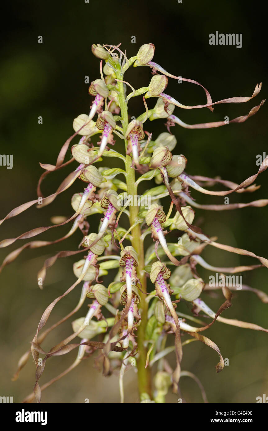 Lizard Orchid, Himantoglossum Hircinum, terrestrische Orchidee Orchidaceae Stockfoto