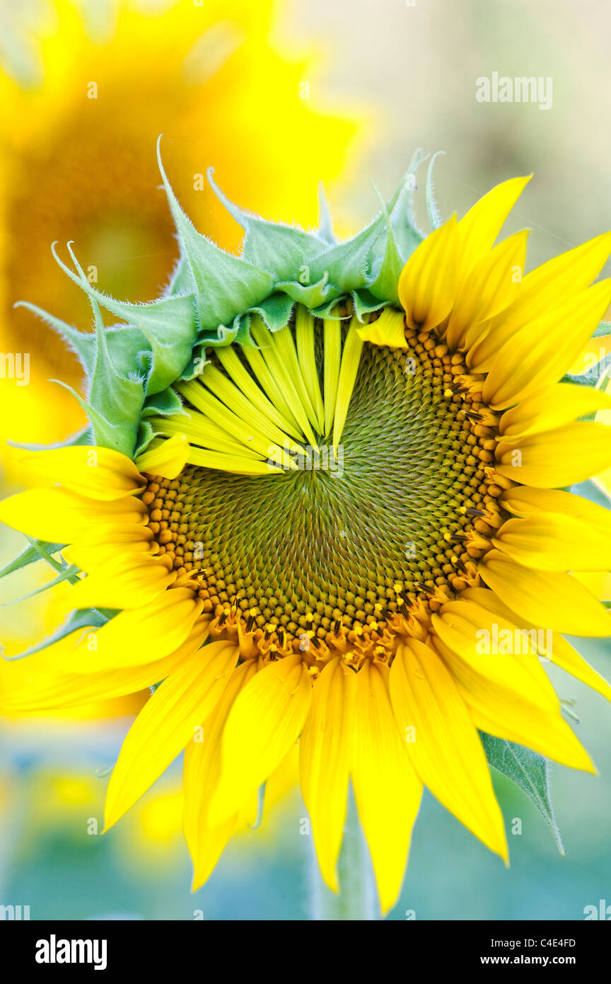 Helianthus Annuus. Sonnenblume Blütenblätter öffnen in einer Ernte in ...